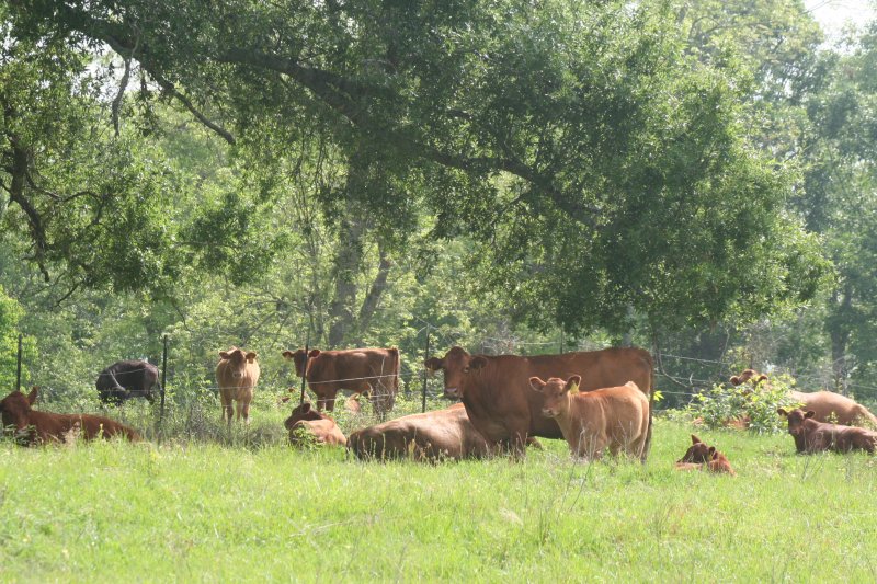 Commercial Cattle Photo Gallery